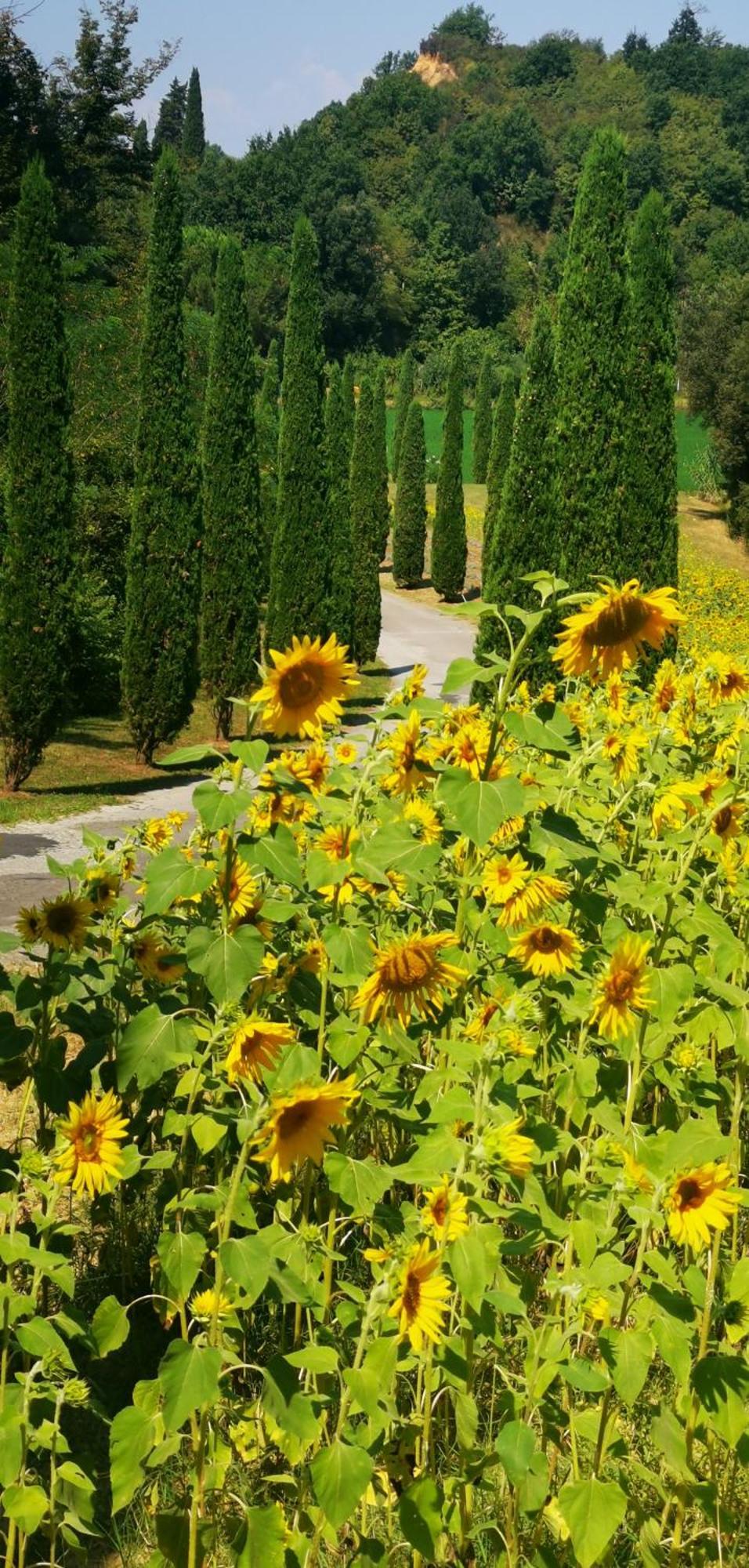 Agriturismo Cascina Cipressa San Romano  외부 사진
